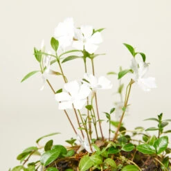 Vinca Minor ‘Alba’ -The Palm Centre VIA 61389f84fcad2