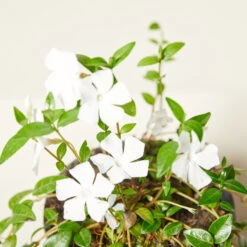 Vinca Minor ‘Alba’ -The Palm Centre VIA 61389f8a22448