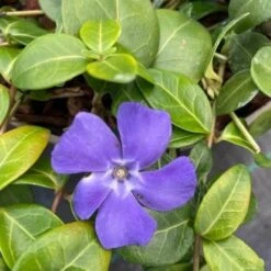 Vinca Minor -The Palm Centre VMI 60a94f623e1a7