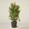 Viburnum Tinus ‘Eve Price’ -The Palm Centre VTE 61388c7acd482 1