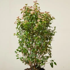 Viburnum Tinus ‘Eve Price’ -The Palm Centre VTE 61388c885f0b6 1