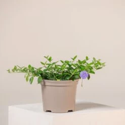 Vinca Minor -The Palm Centre V 15549 60448cbc5efca