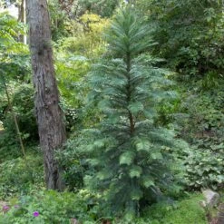 Wollemia Nobilis -The Palm Centre WNO 1