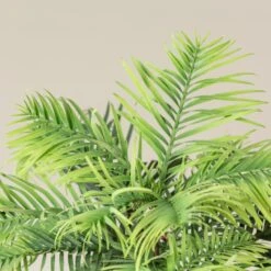 Wollemia Nobilis -The Palm Centre WNO 3 1 scaled 1