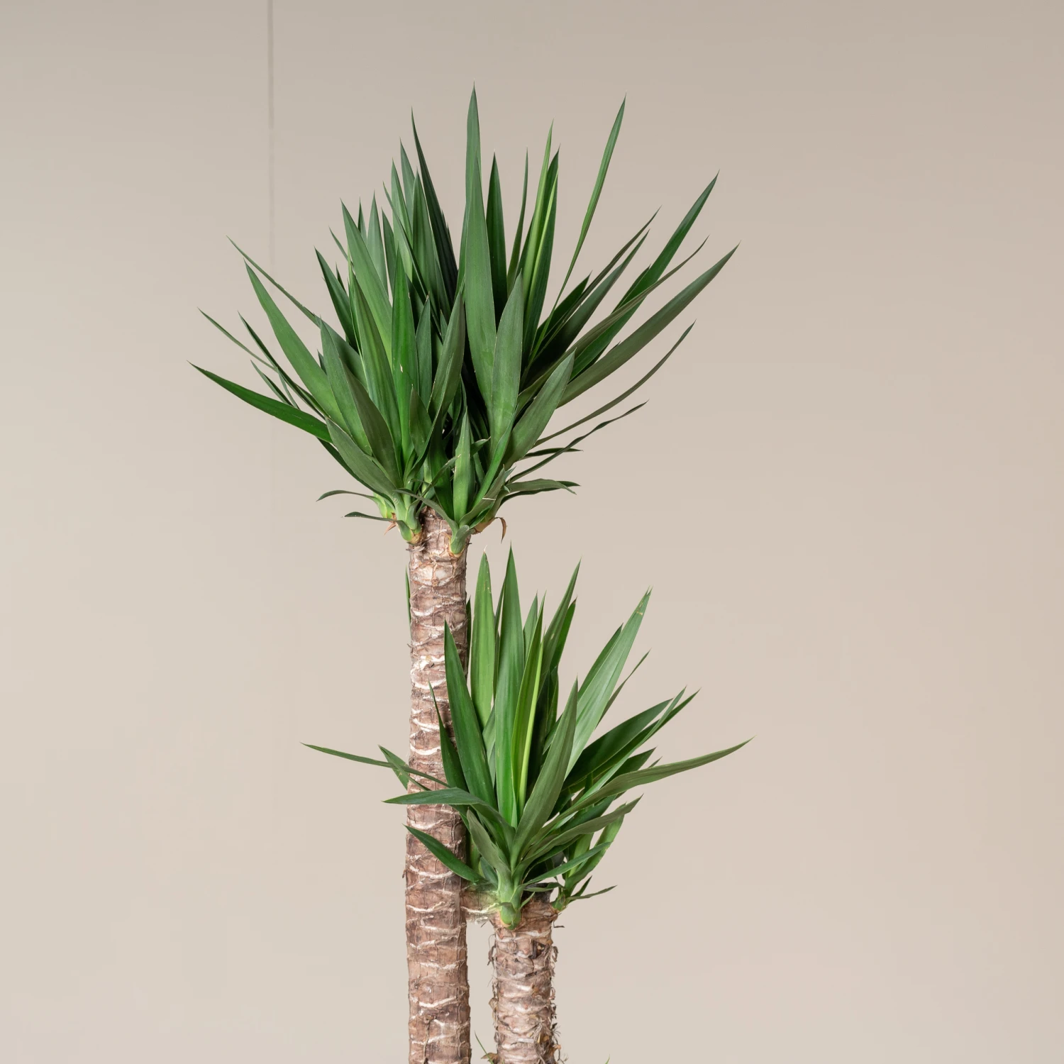 Yucca Elephantipes 5 Yucca Elephantipes - Image 3