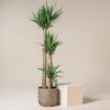 Yucca Elephantipes 2 Yucca Elephantipes -The Palm Centre YEL 4P18