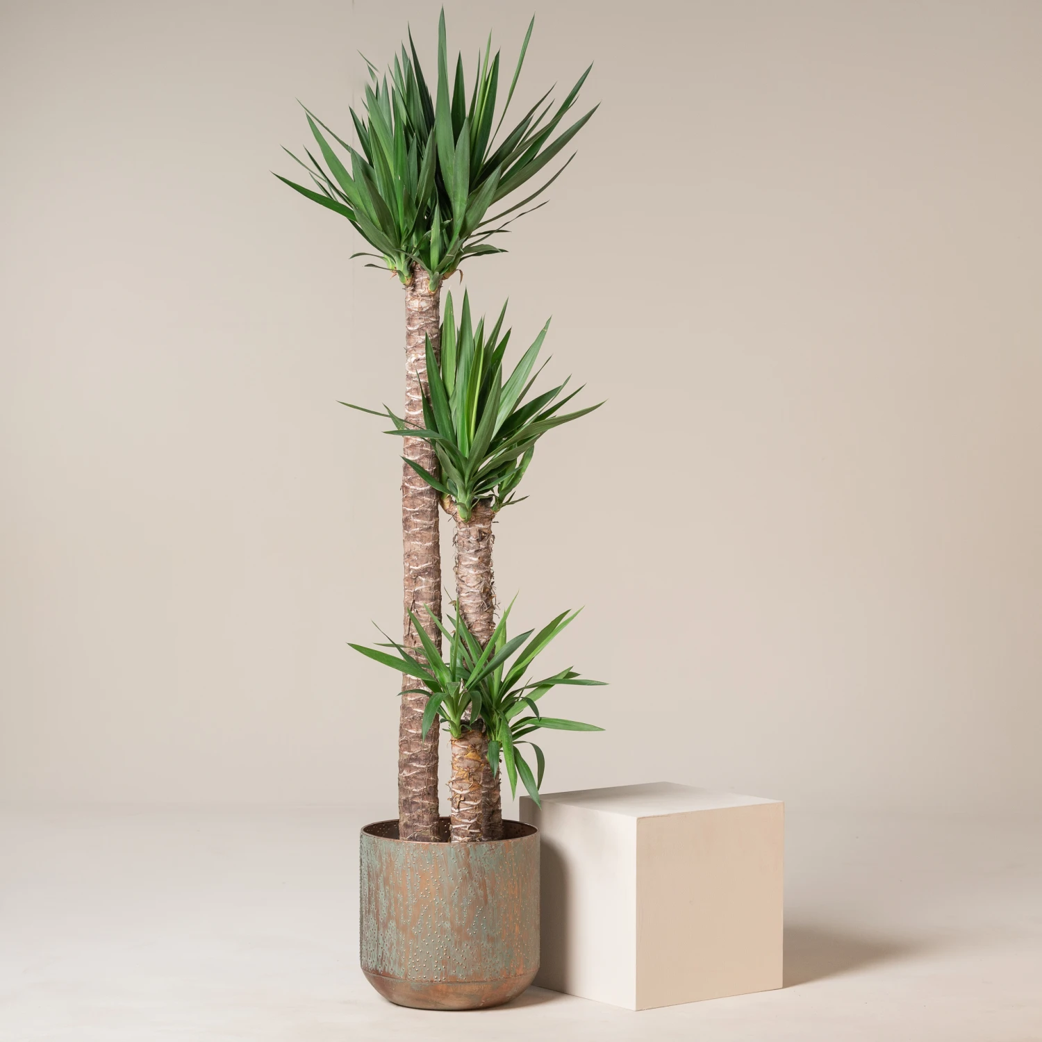 Yucca Elephantipes 3 Yucca Elephantipes