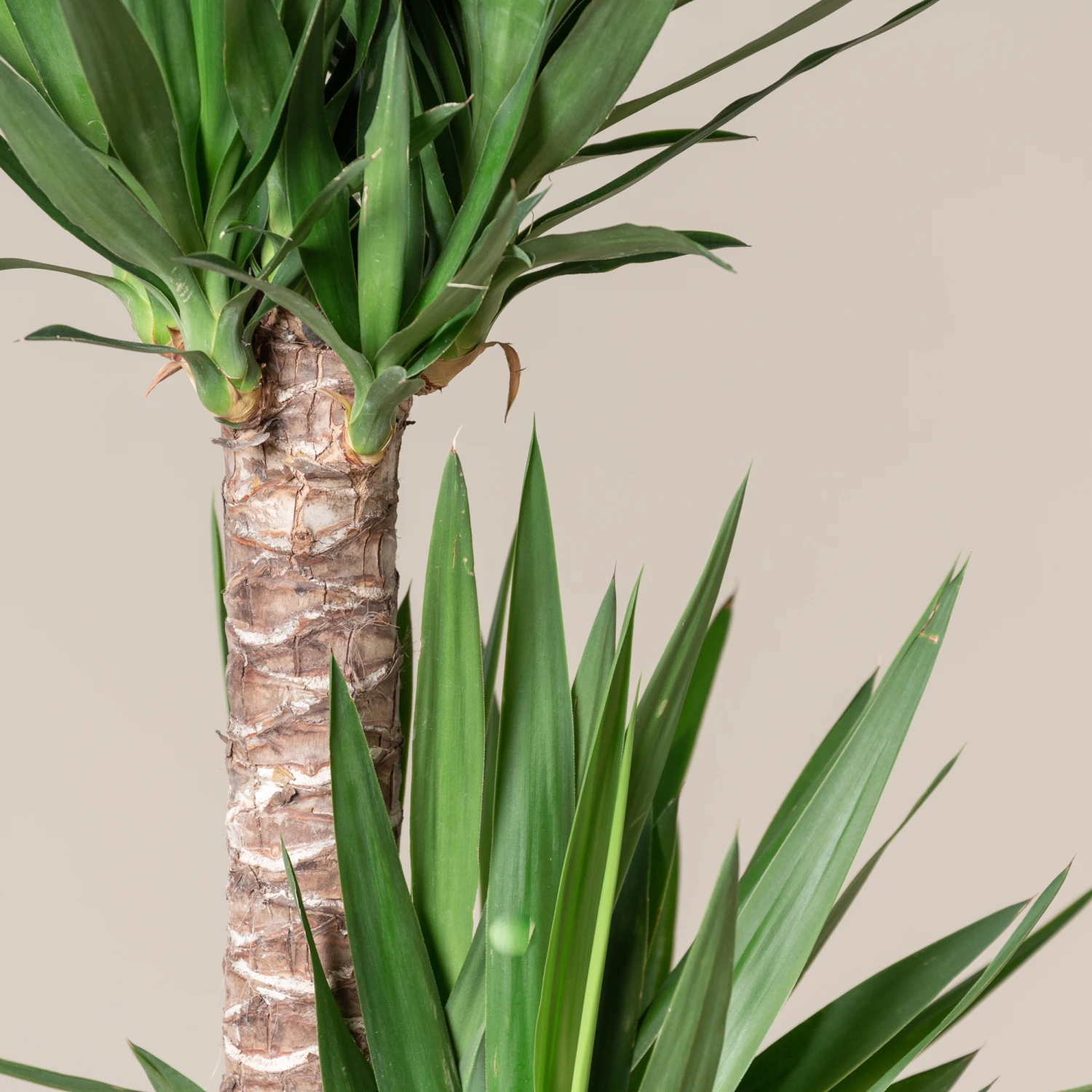 Yucca Elephantipes 4 Yucca Elephantipes - Image 2