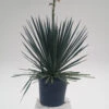 Yucca Filamentosa -The Palm Centre YUF 6259cabe63d52