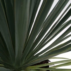 Yucca Filamentosa -The Palm Centre YUF 6259cac3ba592
