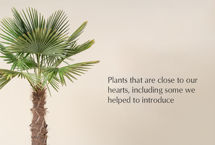 The Palm Centre -The Palm Centre e35d6db871bdf3656c4f89a3814e4b52