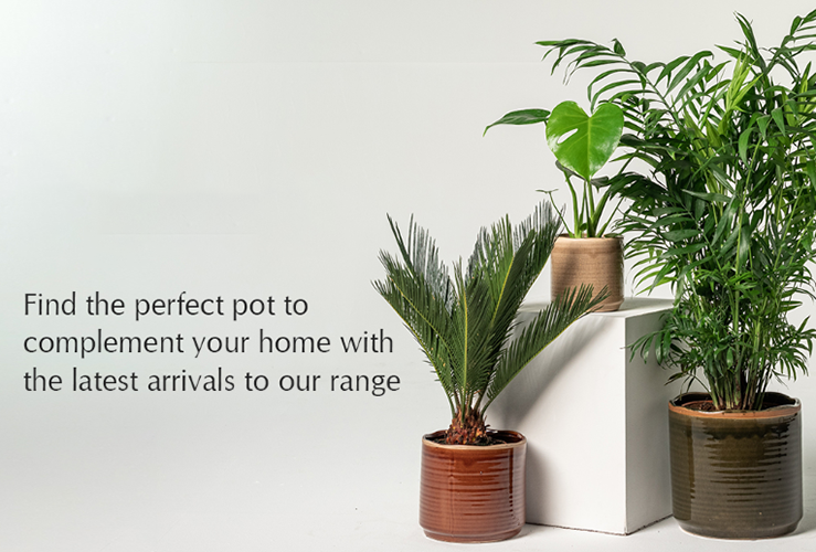 The Palm Centre -The Palm Centre fa60b7b3faca7b08ab03c0d5a2a00ebc