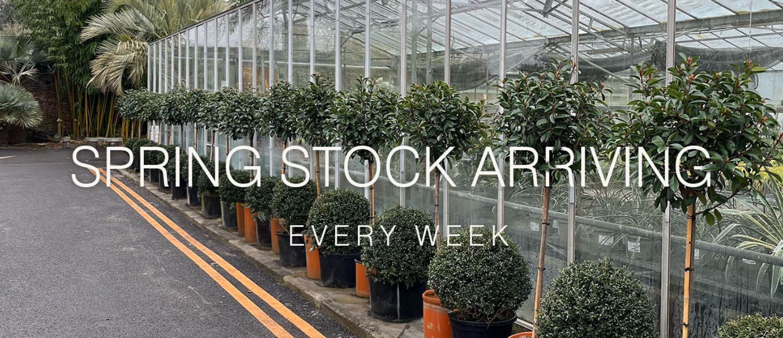 The Palm Centre -The Palm Centre sdtdt